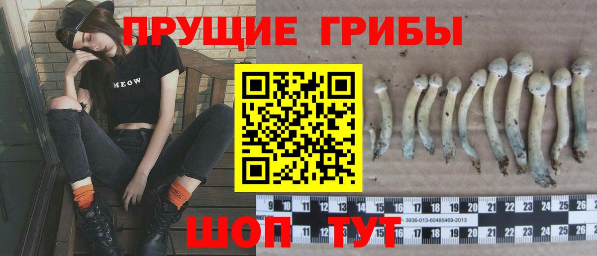 Псилоцибиновые грибы Psilocybine cubensis Сибай